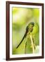 Ecuador, Tandayapa Bird Lodge. Violet-tailed sylph on limb.-Jaynes Gallery-Framed Photographic Print