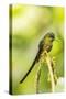 Ecuador, Tandayapa Bird Lodge. Violet-tailed sylph on limb.-Jaynes Gallery-Stretched Canvas