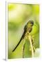 Ecuador, Tandayapa Bird Lodge. Violet-tailed sylph on limb.-Jaynes Gallery-Framed Photographic Print