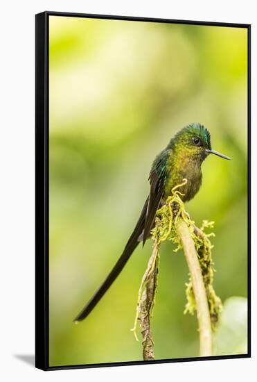 Ecuador, Tandayapa Bird Lodge. Violet-tailed sylph on limb.-Jaynes Gallery-Framed Stretched Canvas