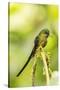 Ecuador, Tandayapa Bird Lodge. Violet-tailed sylph on limb.-Jaynes Gallery-Stretched Canvas