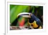 Ecuador, Tandayapa Valley, Alambi Reserve. Collared aracari, aka banded aracari, ringed aracari.-Cindy Miller Hopkins-Framed Photographic Print