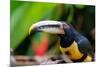 Ecuador, Tandayapa Valley, Alambi Reserve. Collared aracari, aka banded aracari, ringed aracari.-Cindy Miller Hopkins-Mounted Photographic Print