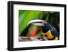 Ecuador, Tandayapa Valley, Alambi Reserve. Collared aracari, aka banded aracari, ringed aracari.-Cindy Miller Hopkins-Framed Photographic Print