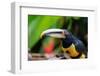 Ecuador, Tandayapa Valley, Alambi Reserve. Collared aracari, aka banded aracari, ringed aracari.-Cindy Miller Hopkins-Framed Photographic Print