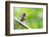 Ecuador, Tandayapa Valley, Alambi Reserve. Purple-throated woodstar-Cindy Miller Hopkins-Framed Photographic Print