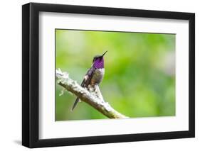 Ecuador, Tandayapa Valley, Alambi Reserve. Purple-throated woodstar-Cindy Miller Hopkins-Framed Photographic Print