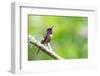 Ecuador, Tandayapa Valley, Alambi Reserve. Purple-throated woodstar-Cindy Miller Hopkins-Framed Photographic Print