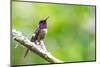 Ecuador, Tandayapa Valley, Alambi Reserve. Purple-throated woodstar-Cindy Miller Hopkins-Mounted Photographic Print