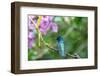 Ecuador, Tandayapa Valley, Alambi Reserve. White-necked Jacobin hummingbird-Cindy Miller Hopkins-Framed Photographic Print