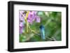 Ecuador, Tandayapa Valley, Alambi Reserve. White-necked Jacobin hummingbird-Cindy Miller Hopkins-Framed Photographic Print