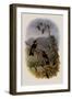 Ecuadorian Star-Frontlet, Heliangelus Micrastur-John Gould-Framed Giclee Print