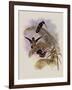 Ecuadorian Tooth-Bill, Androdon ?quatorialis-John Gould-Framed Giclee Print