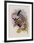 Ecuadorian Tooth-Bill, Androdon ?quatorialis-John Gould-Framed Giclee Print