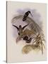 Ecuadorian Tooth-Bill, Androdon ?quatorialis-John Gould-Stretched Canvas