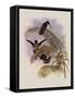Ecuadorian Tooth-Bill, Androdon ?quatorialis-John Gould-Framed Stretched Canvas