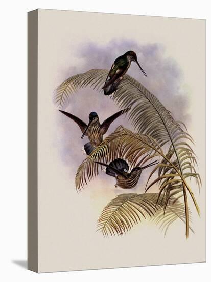 Ecuadorian Tooth-Bill, Androdon ?quatorialis-John Gould-Stretched Canvas