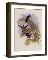 Ecuadorian Tooth-Bill, Androdon ?quatorialis-John Gould-Framed Giclee Print