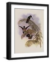 Ecuadorian Tooth-Bill, Androdon ?quatorialis-John Gould-Framed Giclee Print