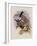 Ecuadorian Tooth-Bill, Androdon ?quatorialis-John Gould-Framed Giclee Print