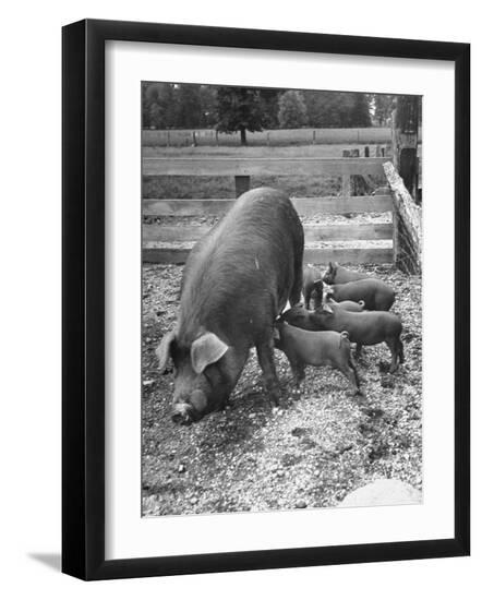 Premium Photographic Print, , large