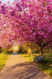 Cherry blossom in Greenwich Park, London, England, United Kingdom, Europe-Ed Hasler-Photographic Print