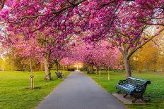 Cherry blossom in Greenwich Park, London, England, United Kingdom, Europe-Ed Hasler-Photographic Print