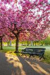 Cherry blossom in Greenwich Park, London, England, United Kingdom, Europe-Ed Hasler-Framed Photographic Print