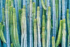DETAIL VIEW OF THE CARDON CACTUS IN SUMMER WITH RICH BLUE GREEN AND TORQOUISE COLORS-ED Reardon-Framed Stretched Canvas