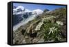 Edelweiss And Glacier-Dr. Juerg Alean-Framed Stretched Canvas