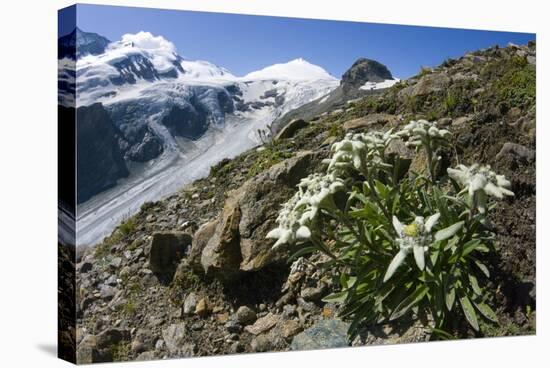 Edelweiss And Glacier-Dr. Juerg Alean-Stretched Canvas