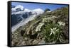 Edelweiss And Glacier-Dr. Juerg Alean-Framed Stretched Canvas