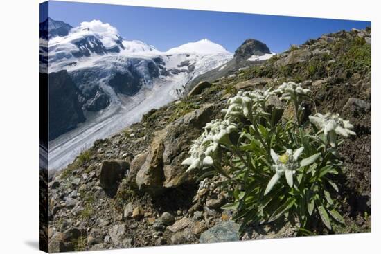 Edelweiss And Glacier-Dr. Juerg Alean-Stretched Canvas