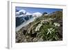 Edelweiss And Glacier-Dr. Juerg Alean-Framed Premium Photographic Print