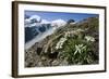 Edelweiss And Glacier-Dr. Juerg Alean-Framed Premium Photographic Print