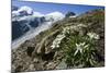 Edelweiss And Glacier-Dr. Juerg Alean-Mounted Premium Photographic Print