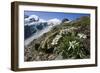 Edelweiss And Glacier-Dr. Juerg Alean-Framed Photographic Print