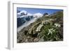 Edelweiss And Glacier-Dr. Juerg Alean-Framed Photographic Print