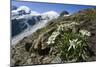 Edelweiss And Glacier-Dr. Juerg Alean-Mounted Photographic Print