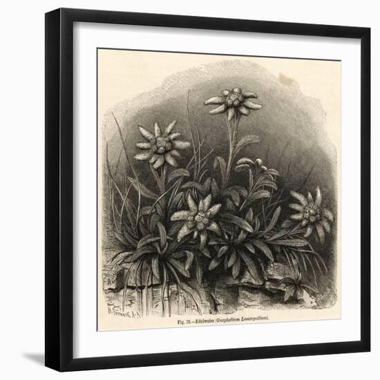 Edelweiss (Leontopodium Alpinum)-null-Framed Art Print