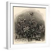 Edelweiss (Leontopodium Alpinum)-null-Framed Art Print