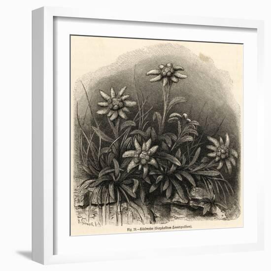 Edelweiss (Leontopodium Alpinum)-null-Framed Art Print