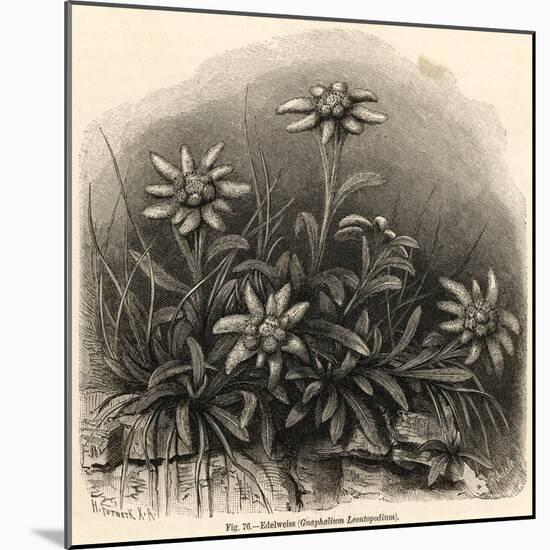 Edelweiss (Leontopodium Alpinum)-null-Mounted Art Print