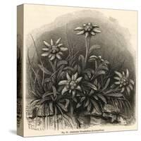 Edelweiss (Leontopodium Alpinum)-null-Stretched Canvas