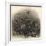 Edelweiss (Leontopodium Alpinum)-null-Framed Premium Giclee Print