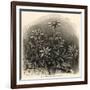 Edelweiss (Leontopodium Alpinum)-null-Framed Premium Giclee Print