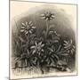 Edelweiss (Leontopodium Alpinum)-null-Mounted Premium Giclee Print