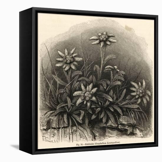 Edelweiss (Leontopodium Alpinum)-null-Framed Stretched Canvas