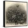 Edelweiss (Leontopodium Alpinum)-null-Framed Stretched Canvas