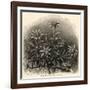 Edelweiss (Leontopodium Alpinum)-null-Framed Art Print